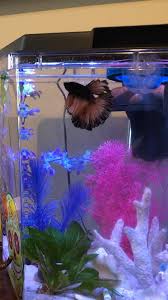 Betta Fish Someone S Having A Tantrum Bc He Didn T Eat Yet Betta Fish Betta Aquarium Fish