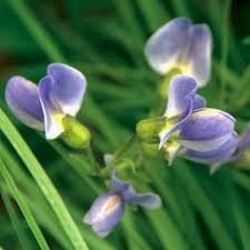 Image result for Baphia multiflora