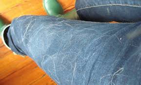 One option is drying your clothes together with a bounce® dryer sheet before washing. How To Easily Remove Pet Hair From Your Clothing 12 Tomatoes