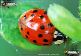 Asian Multicolored Lady Beetle