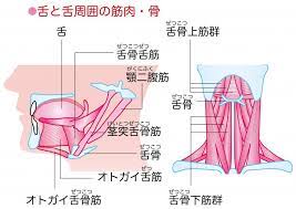 77bacc50328f773cd50d83c29cac67319123a6fd jpg 1 024 727ピクセル 舌回し ほうれい線 エクササイズ