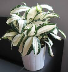 Image result for Dracaena camerooniana