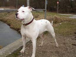 American Bulldog Puppy Photo American Bulldog Puppies American Bulldog American Bulldog Mix