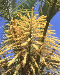 You think of florida and the first thing or name that comes to your mind is pindo palm tree. September Tree Of The Month Jelly Palm Edhat