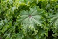 Image result for Malva verticillata