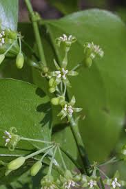 Image result for Smilacaceae