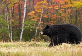8 hours ago · bears at rams score, takeaways: Black Bears Official Adirondack Region Website