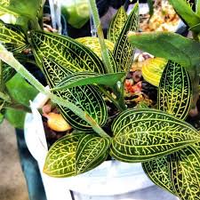 A short trailing rhizome produces several floral stems, from a rosette of green to purple leaves, ribbed and velvety to the touch. 30 35 Cm Jewel Orchids Ludisia Discolor Rare Plant Orchids Garden Outdoors Hellstromsmaleri Se