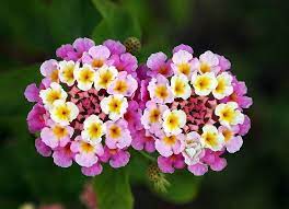 Lantana Is A Beautiful Easy To Grow Garden Plant In The Verbena Family It Has Colorful Flowers That Attract Butterflie Flower Essences Lantana Flower Lantana