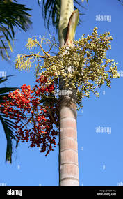 Image result for Carpentaria