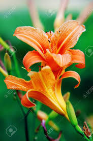 Are tiger lilies poisonous to humans. Tiger Lily Flowers Blossoming Flower Background Stock Photo Picture And Royalty Free Image Image 86785900