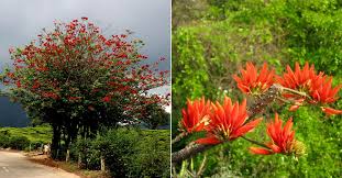 Image result for Erythrina