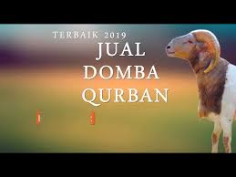 Temukan 4.000 gambar kambing lucu untuk semua keperluanmu, gratis. Pin By Arpat On Distributor Jual Hewan Qurban Terbaru 08119299658 Qurban Info