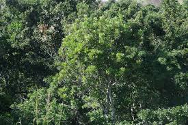 Image result for Harpephyllum afrum