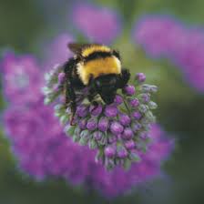 Get the answer and discover more facts about their life cycle, habitat, and how you can help these essential pollinators. Bring The Buzzzzz Back To Your Garden Finegardening