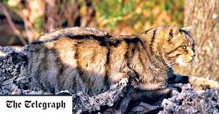 The cat can be found throughout europe. Wildcats In Spain In Search Of A Natural Born Killer Telegraph