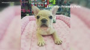 High to low nearest first. French Bulldog Puppy Stolen From Friendly Pets In Friendly Center Is Returned Wfmynews2 Com