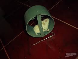 Pin By Shadow Selig On For The Animals Toys Accessories Hamster Wheel Hamster Diy And Crafts