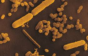The race to beat antimicrobial resistance: Bacterial Cultures Bacillus Cereus