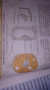 We did not find results for: Colour Animal Cell Diagram Coloring Pages For Kids