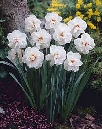 Acropolis Daffodils White Flowers Plants