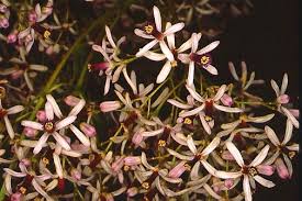 Image result for Lovoa swynnertonii