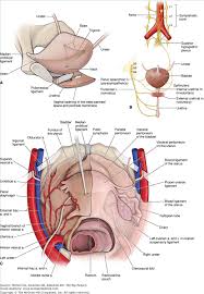 Pin On Anatomy Abdomen
