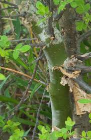 Image result for Commiphora fulvotomentosa
