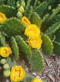 Within a few years, a thick creeping mat of cactus pads will cover the ground. Perennial Of The Week Prickly Pear Cactus Bygl