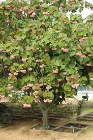 Image result for Dombeya lastii