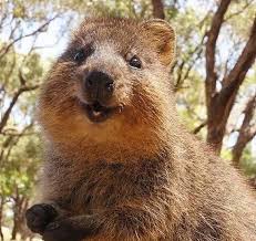Q Animal In Australia Cute Animals Happy Animals Animals