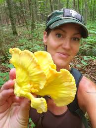 Looking for confirmation of my first laetiporus find. Southern Ontario