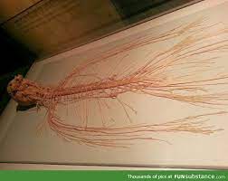 This Is What The Human Nervous System Looks Like Funsubstance Com Human Nervous System Nervous System Human Body