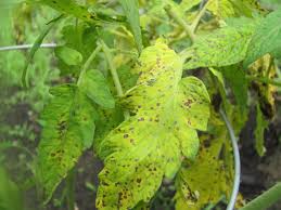 Image result for Septoria leaf spot of tomato