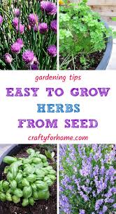 Easy to grow indoor plants from seeds. Easy Growing Herbs From Seeds Crafty For Home