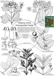 Image result for Caprifoliaceae