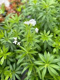 Image result for Galium