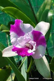 Cattleya Orchid Cattleya Orchid Beautiful Flowers Garden Unusual Flowers