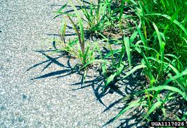 Image result for Cyperus rotundus