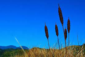 Rusty Bulrushes Large Grounding Art Metal Garden Art Image