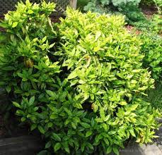 Plants grown in containers may be left outdoors year round in warm winter areas, brought indoors in winter in cold winter areas, or grown year round as houseplants. Spotted Japanese Laurels The Garden Website Com