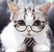 Anasayfa Twitter 2020 Sevimli Kedi Yavrulari Sevimli Hayvan Yavrulari Hayvan Mizahi