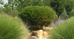 Tanyosho Pine Or Tabletop Pine Perfect For Seashore Locations Naturally Salt And Wind Resistant Waterwise Landscaping Coastal Gardens Trees To Plant