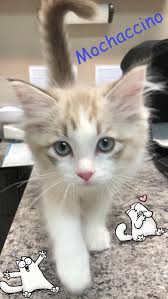 As pet owners and veterinary professionals we know how much you love your pets and that you only want the best care for them. Tempe Lake Veterinary Clinic Pet Resort Tempe Az Company Page