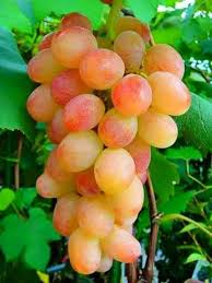 Pin On Fruits Frutas