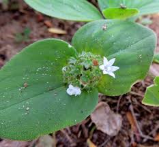 Image result for Richardia brasiliensis