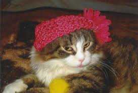 Story Of A Rez Cat Rescue Indian Time An Article I Wrote About A Lucky Cat Cat Rescue Lucky Cat Fur Babies