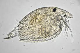 Image result for Alinula sp.