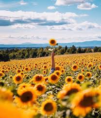 29 9k Likes 277 Comments Ootd Magazine Ootdmagazine On Instagram Tag Someone You W Sunflower Pictures Sunflower Photography Sunflower Field Photography
