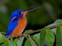 Black Bird With Blue Head And Neck Blue Eared Kingfisher Alcedo Meninting Locality Kinabatangan River Sabah Kingfisher Bird Photo Common Kingfisher